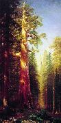 Albert Bierstadt The Great Trees, Mariposa Grove, California china oil painting reproduction